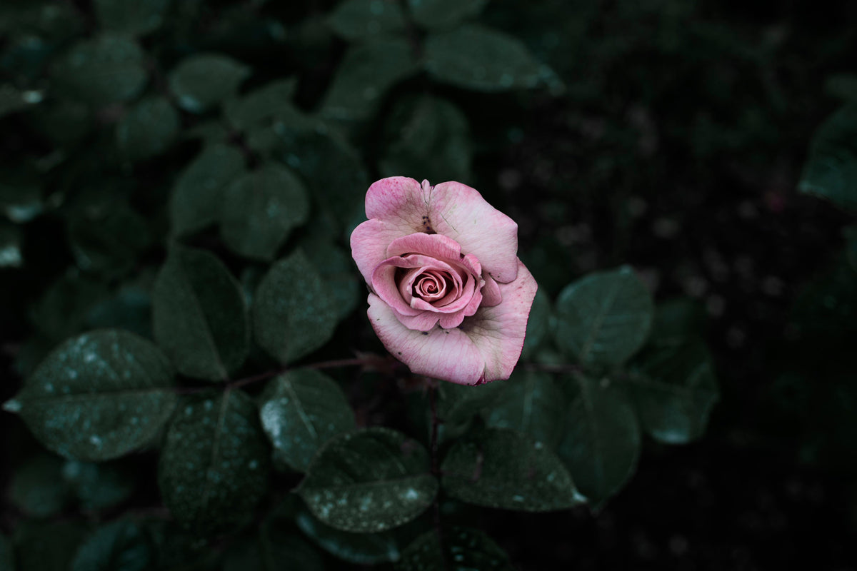 Pink Rose In A Garden