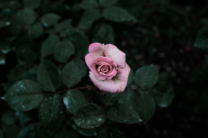 Pink Rose In A Garden